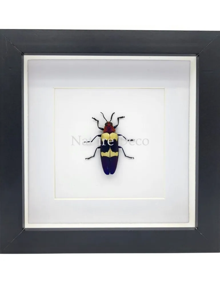 Chrysochroa Buqueti Rugicollis in luxe 3D lijst 17 x 17 cm
