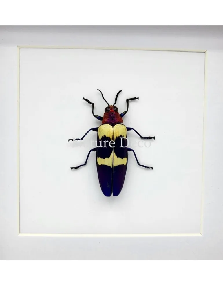 Chrysochroa Buqueti Rugicollis in luxe 3D lijst 17 x 17 cm