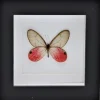 Cithaeria Aurorina in luxe 3D lijst 12 x 12cm