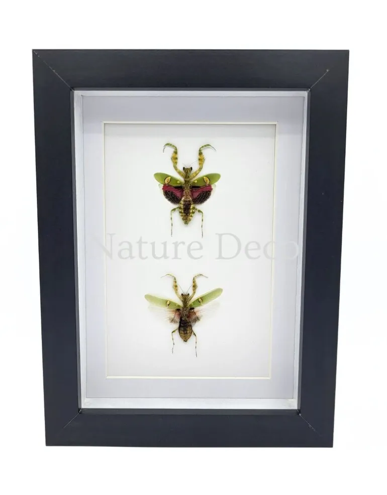 Creobroter Gemmatus duo in luxe 3D lijst 20,3 x 15,3 cm