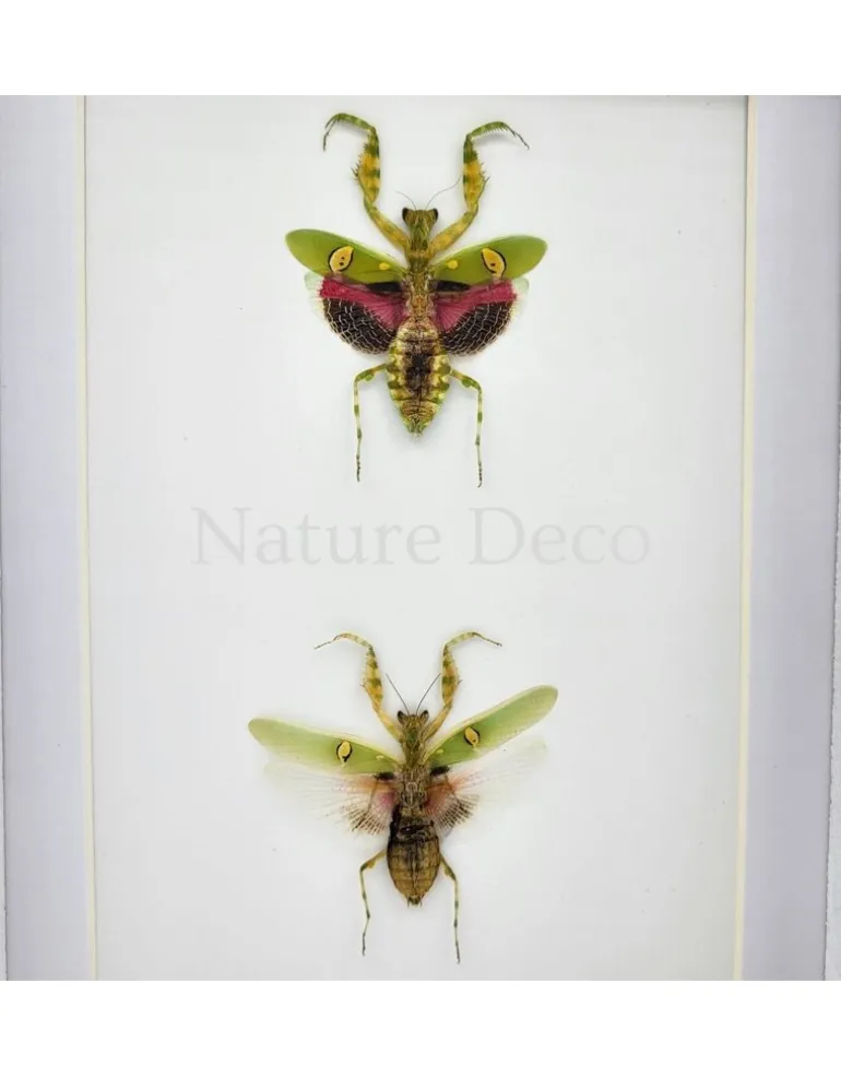 Creobroter Gemmatus duo in luxe 3D lijst 20,3 x 15,3 cm