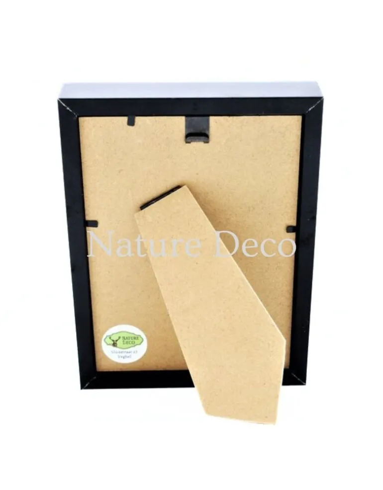 Creobroter Gemmatus duo in luxe 3D lijst 20,3 x 15,3 cm