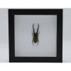 Cyclommatus Metallifer finae in luxe 3D lijst 17 x 17cm