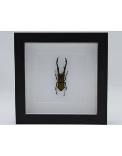 Cyclommatus Metallifer finae in luxe 3D lijst 17 x 17cm
