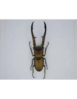 Cyclommatus Metallifer finae in luxe 3D lijst 17 x 17cm