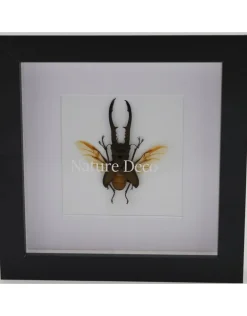 Cyclommatus Metallifer finae in luxe 3D lijst 17 x 17cm