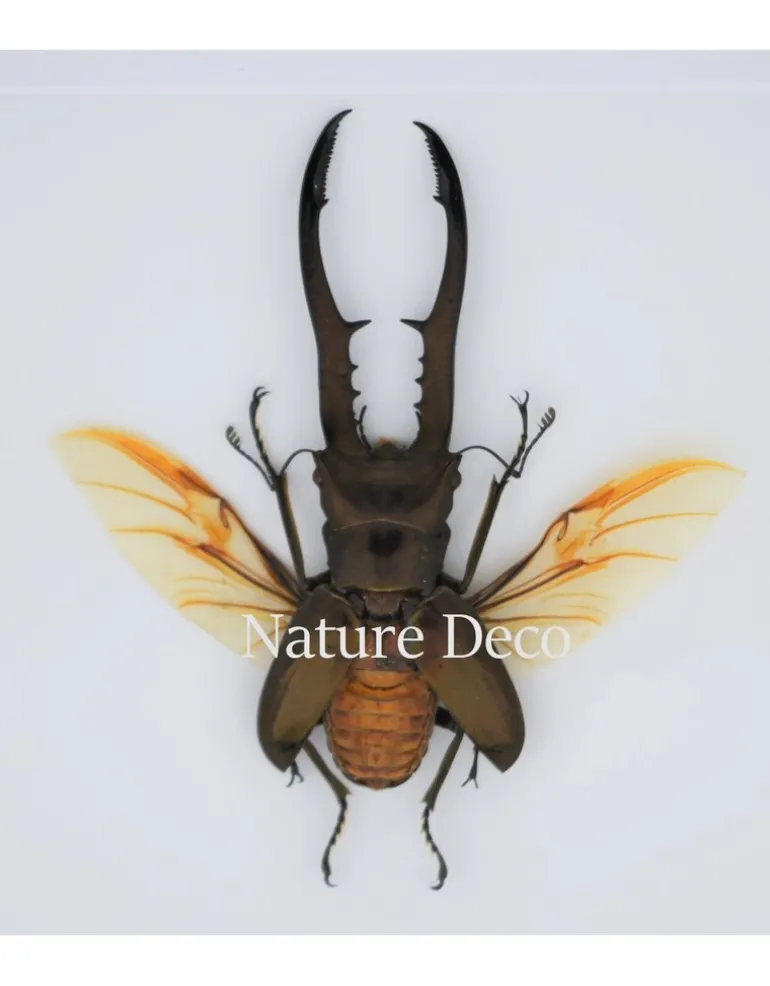 Cyclommatus Metallifer finae in luxe 3D lijst 17 x 17cm