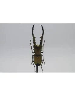 Cyclommatus Metallifer finae in stolp