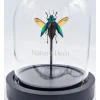 Cyphogastra calepyga vliegend in led stolp 12 x 13,5cm