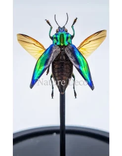 Cyphogastra calepyga vliegend in led stolp 12 x 13,5cm