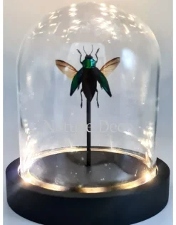 Cyphogastra calepyga vliegend in led stolp 12 x 13,5cm