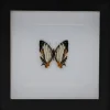 Cyrestis Thyodamas in luxe 3D lijst 17 x 17cm