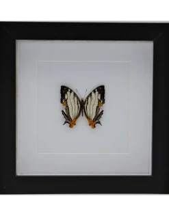Cyrestis Thyodamas in luxe 3D lijst 17 x 17cm