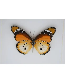 Danaus Chrysippus onderkant in luxe 3D lijst 17 x 17cm