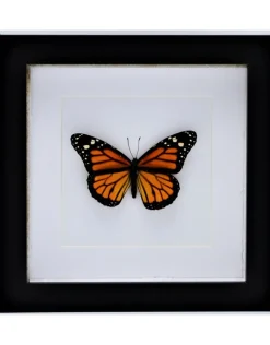 Danaus Plexippus (Monarch vlinder) in luxe 3D lijst 17 x 17cm