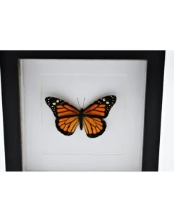 Danaus Plexippus (Monarch vlinder) in luxe 3D lijst 17 x 17cm