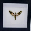 Daphnis nerii in luxe 3D lijst 17 x 17cm