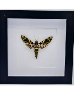 Daphnis nerii in luxe 3D lijst 17 x 17cm