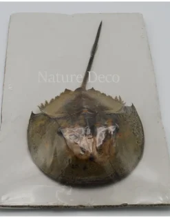 Degenkrab