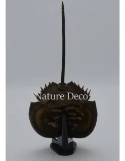 Degenkrab