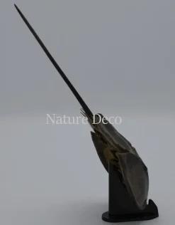 Degenkrab
