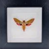 Deilephila Elpenor (Groot avondrood) in luxe 3D lijst 12 x 12cm