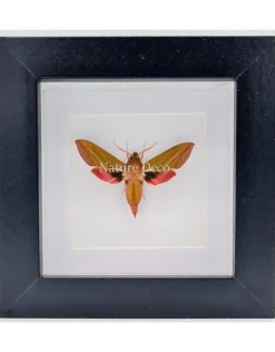Deilephila Elpenor (Groot avondrood) in luxe 3D lijst 12 x 12cm