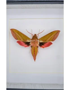 Deilephila Elpenor (Groot avondrood) in luxe 3D lijst 12 x 12cm