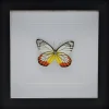 Delias Hyparete in luxe 3D lijst 17 x 17cm