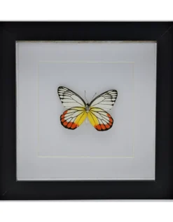 Delias Hyparete in luxe 3D lijst 17 x 17cm