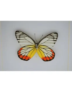 Delias Hyparete in luxe 3D lijst 17 x 17cm