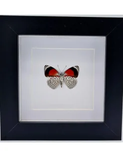 Diaethria Clymena (Cramer's 88) in luxe 3D lijst 12 x 12cm