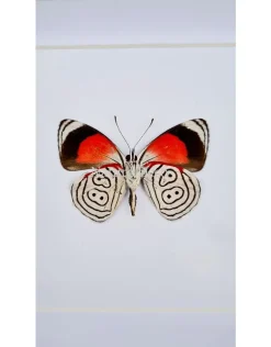 Diaethria Clymena (Cramer's 88) in luxe 3D lijst 12 x 12cm