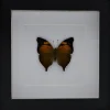 Doleschallia Bisaltide bovenkant in luxe 3D lijst 17 x 17cm
