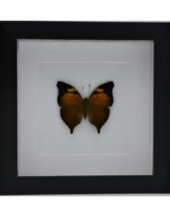 Doleschallia Bisaltide bovenkant in luxe 3D lijst 17 x 17cm