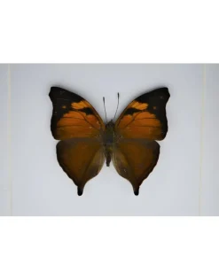Doleschallia Bisaltide bovenkant in luxe 3D lijst 17 x 17cm