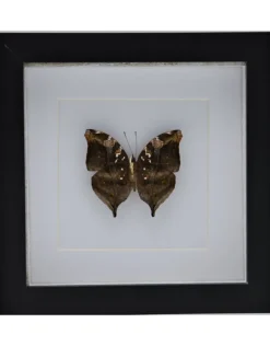 Doleschallia Bisaltide onderkant in luxe 3D lijst 17 x 17cm