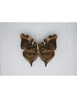 Doleschallia Bisaltide onderkant in luxe 3D lijst 17 x 17cm