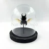 Dorcus sp. kever in stolp 12 x 13cm