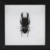 Dorcus Titanus Typhon (kever) in luxe 3D lijst 17 x 17cm