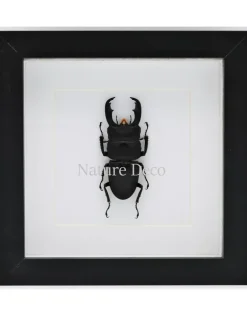 Dorcus Titanus Typhon (kever) in luxe 3D lijst 17 x 17cm