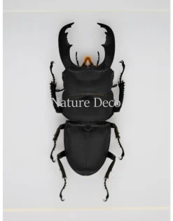 Dorcus Titanus Typhon (kever) in luxe 3D lijst 17 x 17cm