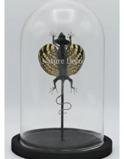 Draco Volans Volans (opgezet vliegend draakje) in stolp 14 x 21cm
