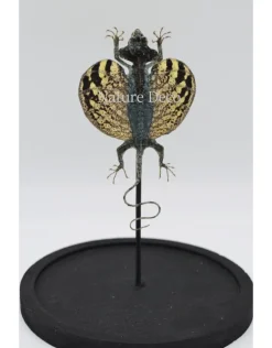 Draco Volans Volans (opgezet vliegend draakje) in stolp 14 x 21cm
