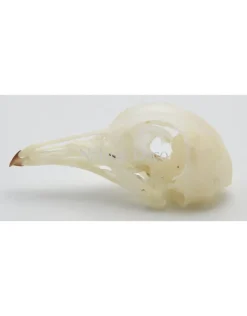 Duiven schedel (Columbidae)