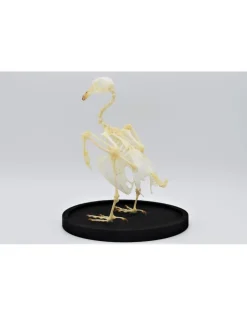 Duiven skelet in stolp 24,5cm x 17cm