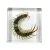 Duizendpoot in hars 4,5 x 4,5 x 1 cm
