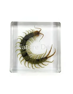 Duizendpoot in hars 4,5 x 4,5 x 1 cm