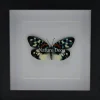 Erasmia Pulchella in luxe 3D lijst 17 x 17cm