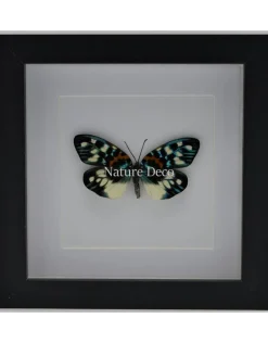 Erasmia Pulchella in luxe 3D lijst 17 x 17cm